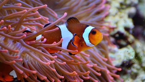 熱帶魚水溫|熱帶魚挑選重點及飼養技巧 – 寵物百科